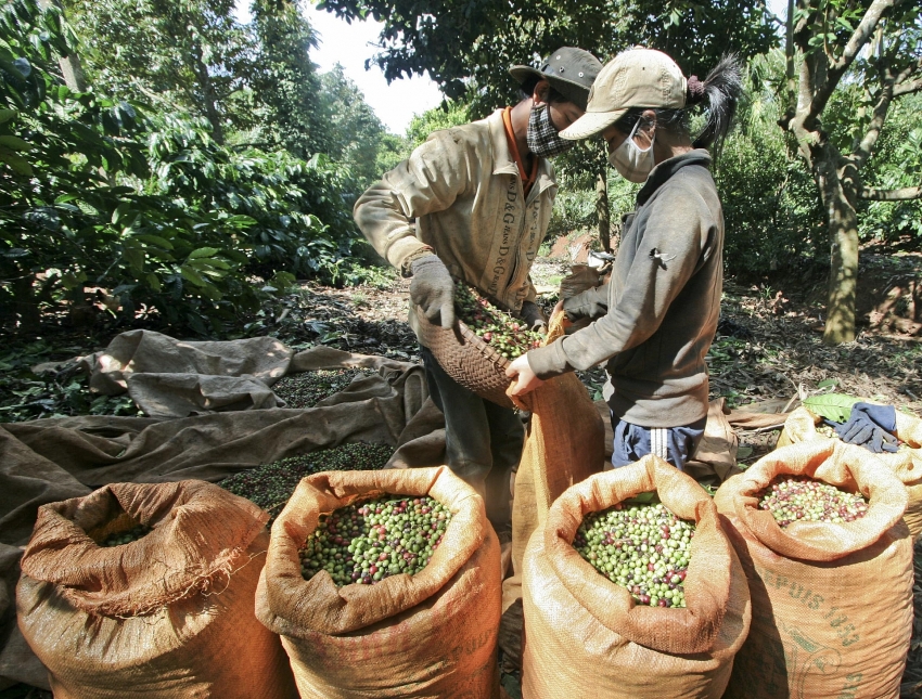 coffee to be restructured for higher quality production