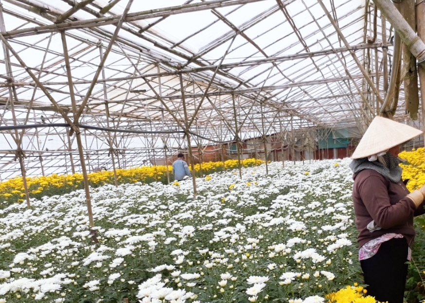 basfs light stabiliser for greenhouse films helps vietnamese farmers