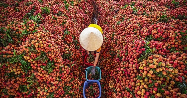 Vietnam exports first batch of lychee under EVFTA