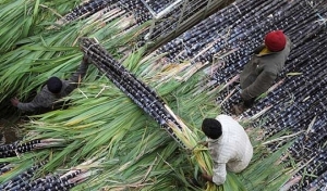 Sugarcane imported from Thailand slammed with 47.64 per cent tax for next five years