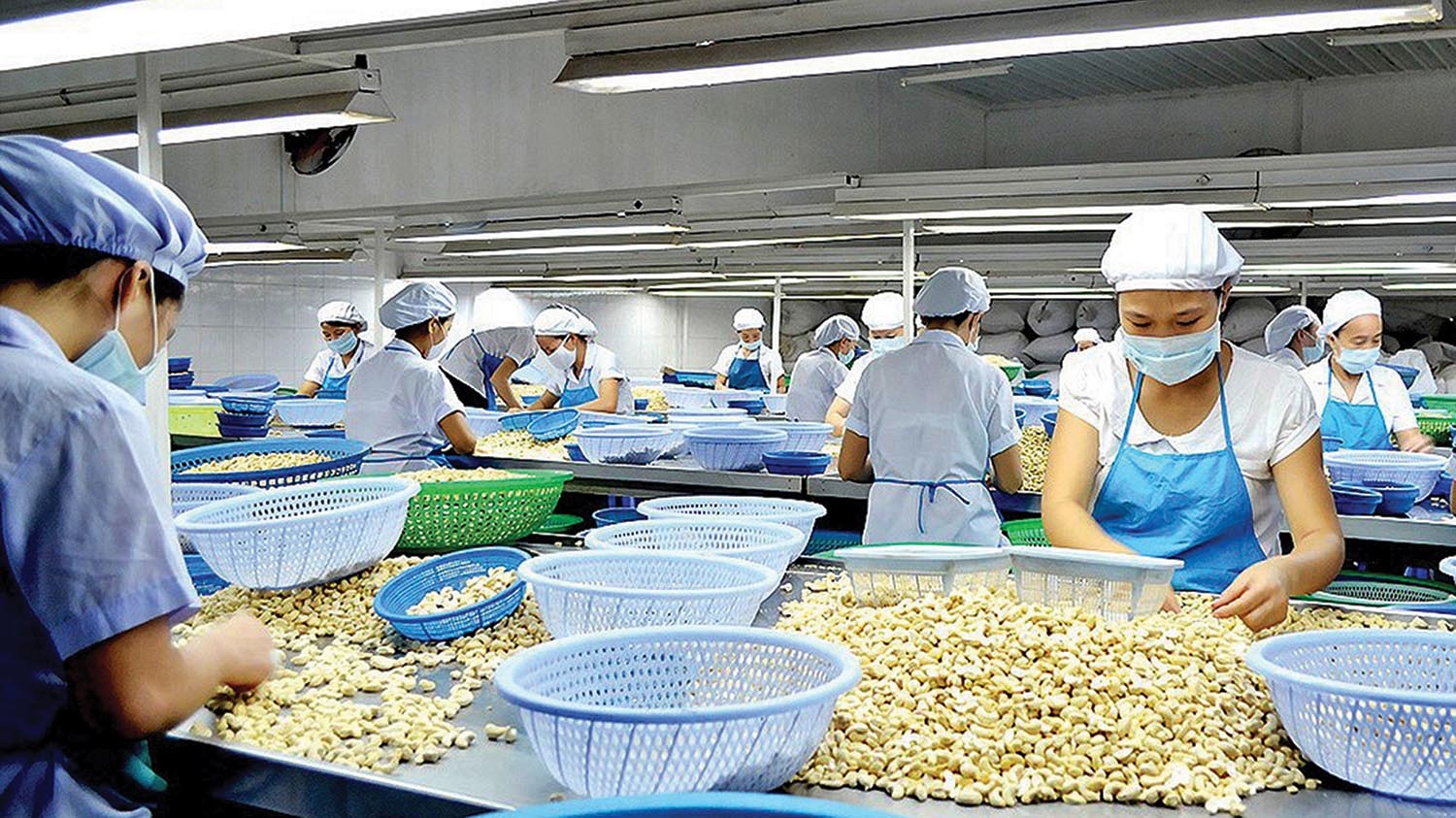 Vietnamese companies regain control of cashew nut containers in suspected scam in Italy