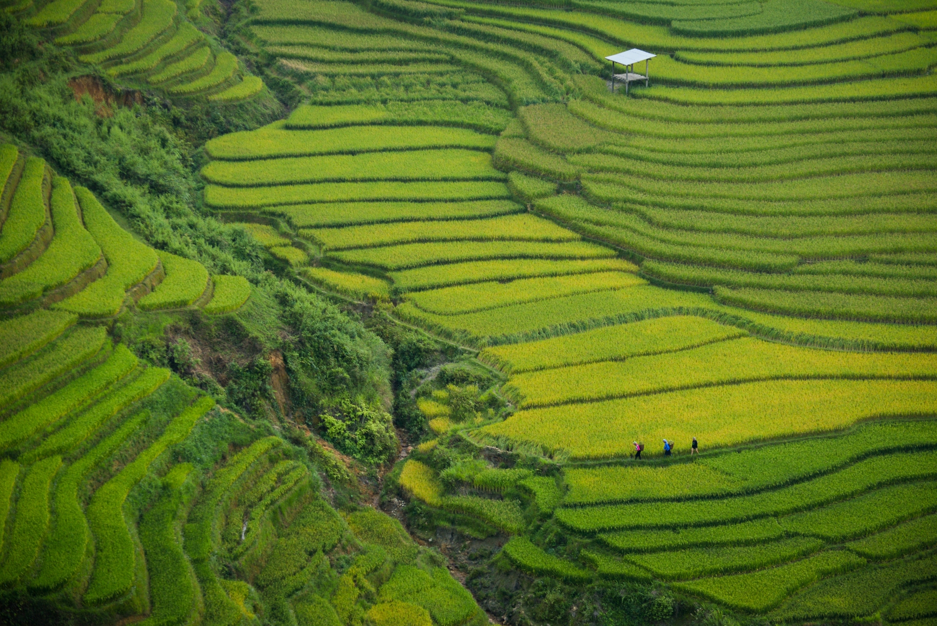 Developing a green bond market is crucial to Vietnam's sustainable development efforts
