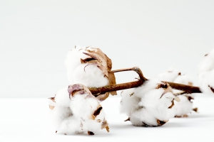 Cotton yarn and product exports drive record cotton consumption in Vietnam