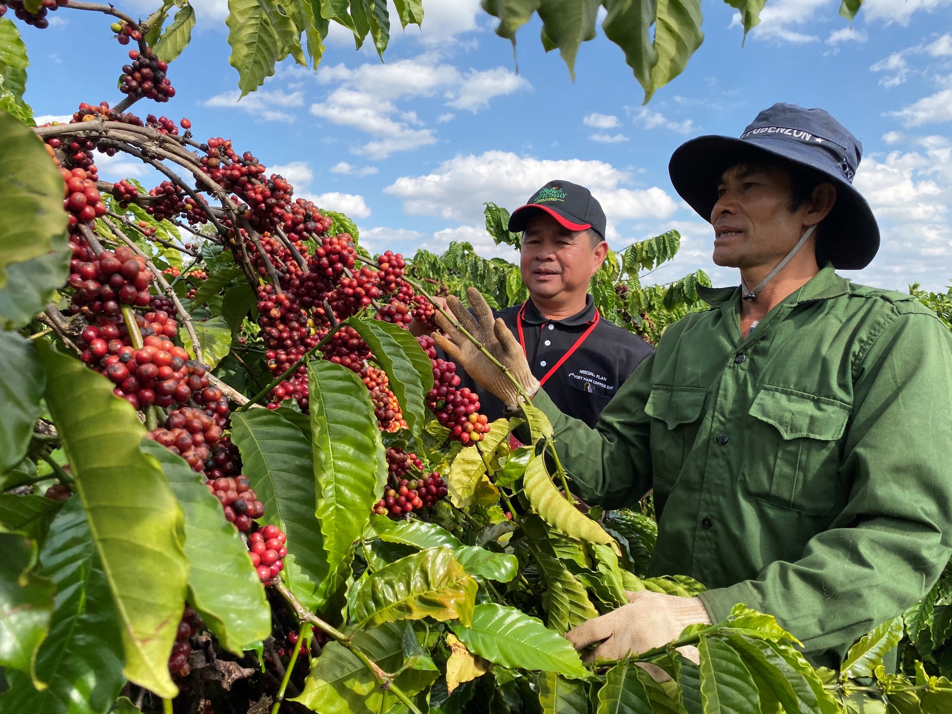 nescafe plan in vietnam marks 10 years of sustainable coffee production