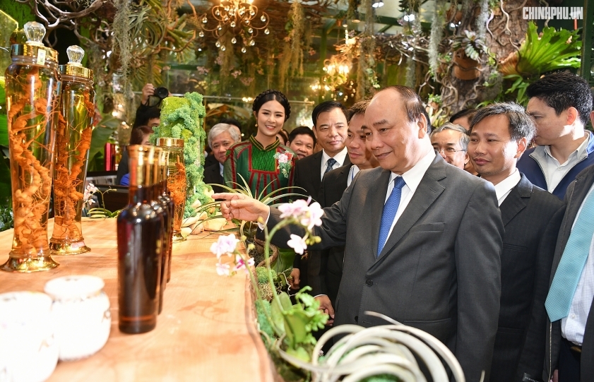 local government boosting promotional activities on ngoc linh ginseng