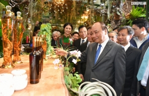 Local government boosting promotional activities on Ngoc Linh ginseng