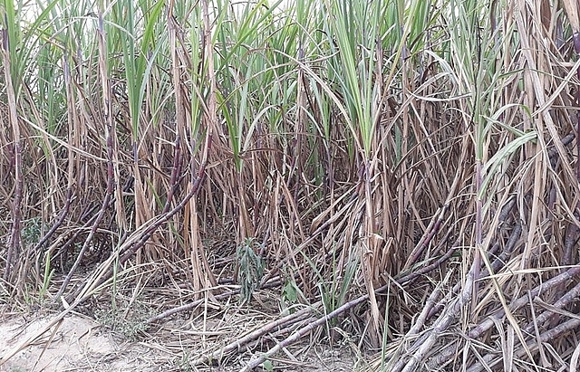 Cane farmers call for help after sealing off Bisuco