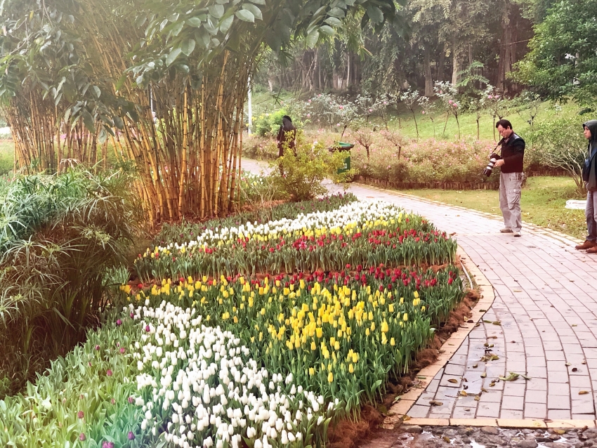180000 dutch tulip flowers blossom in vietnam