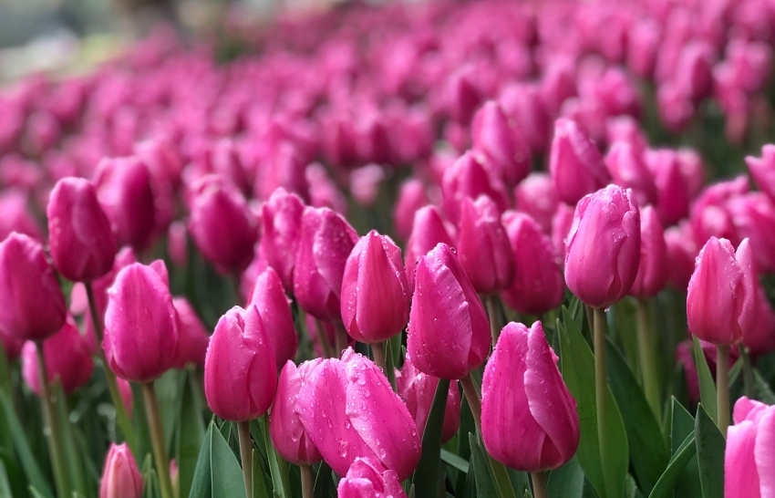 180,000 Dutch tulip flowers blossom in Vietnam