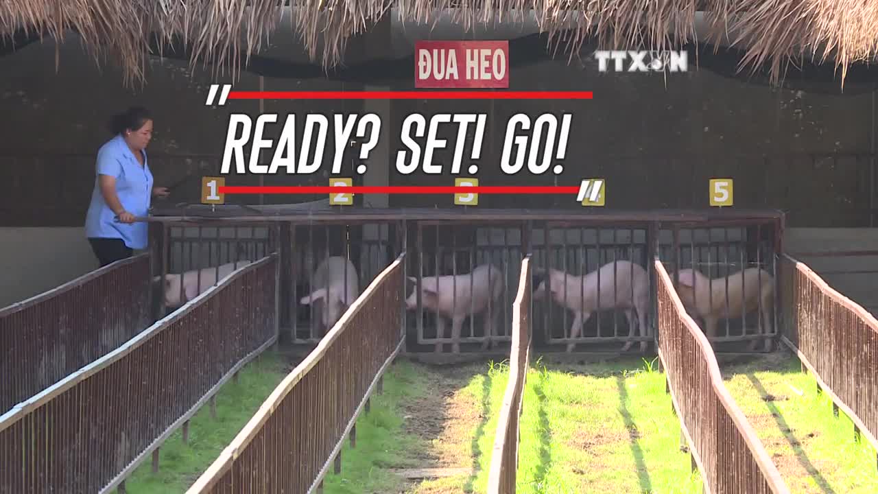 Racing pigs on fire on racetrack